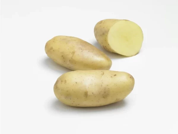 Spunta-Pomme-de-terre-Jardi-Pradel-Jardinerie-Luchon