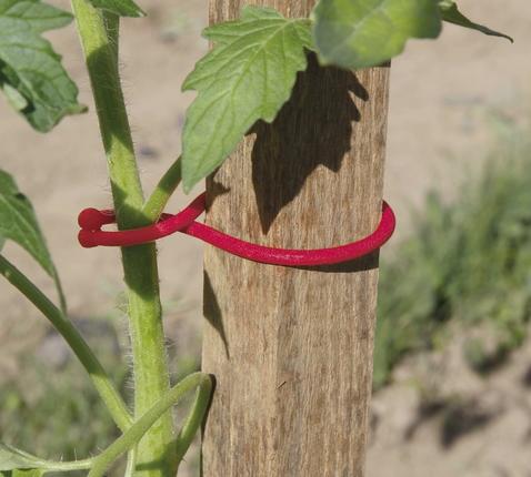 Tomatoclip x25 Nortene - Jardi Pradel jardinerie et fleuriste à Bagnères de Luchon (31) 2