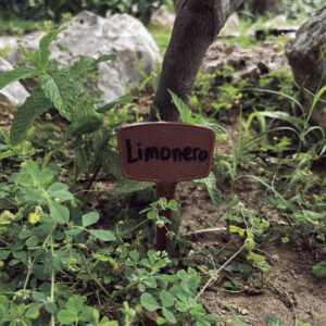 Etiquettes bio à planter potager miscanthus Label 15cm x10 Nortene - Jardi Pradel jardinerie et fleuriste à Bagnères de Luchon (31)
