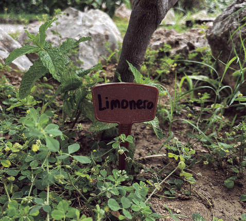 Etiquettes bio à planter potager miscanthus Label 15cm x10 Nortene - Jardi Pradel jardinerie et fleuriste à Bagnères de Luchon (31)