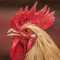 Animalerie - Basse Cour