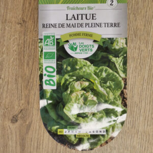 Laitue Reine de mai de pleine terre Bio