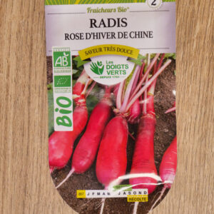Radis rose d'hiver de Chine Bio