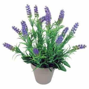 Coupe Lavande H.35cm