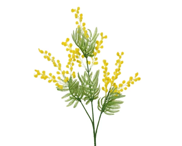 Mimosa sur tige