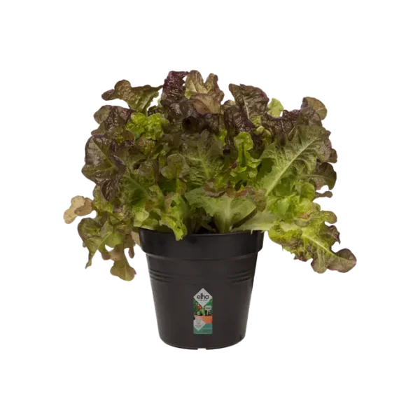 Pot noir en plastique 100% recyclé - Green Basics - Elho – Image 2