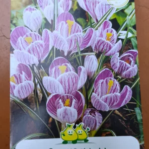 Crocus Pickwick x10