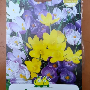 Crocus Vernus mix x10