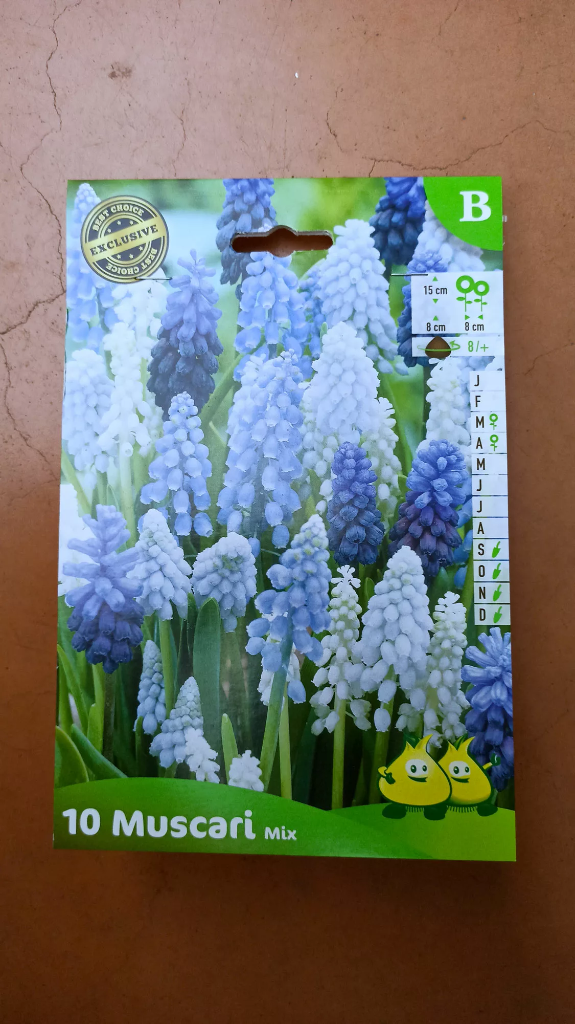 Muscari mix x10