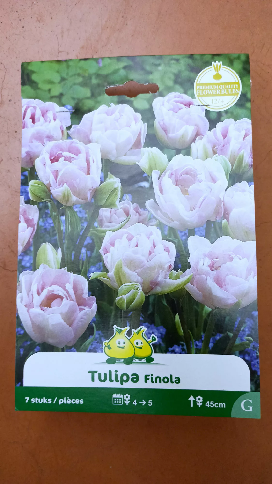 Tulipe Finola x7